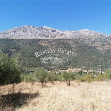 Ref. 091 Olivar