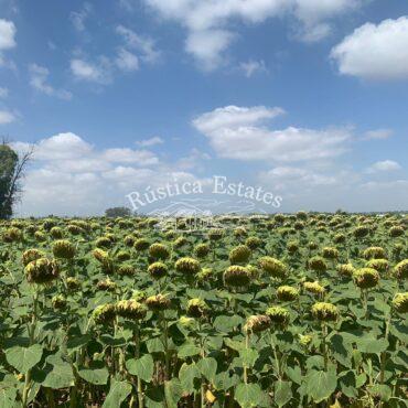 Ref. 233 Plantacion de girasoles