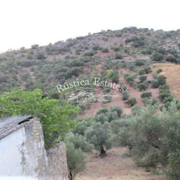 Ref. 286 Olivar