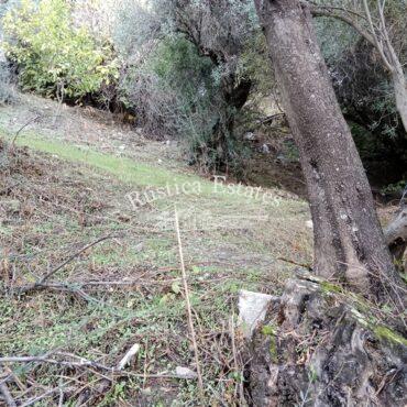 Ref. 299 Terreno
