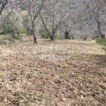 Ref. 402 Castanar en Igualeja 2