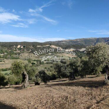 Ref. 256 Olivar en Ronda 2