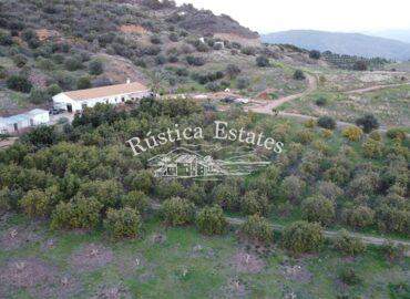 Ref. 151 Finca con casa y plantacion 15