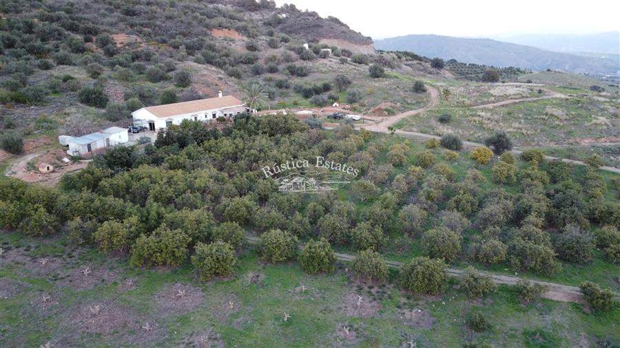 Ref. 151 Finca con casa y plantacion 15