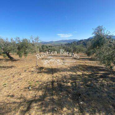Ref. 208 Olivar en Ronda