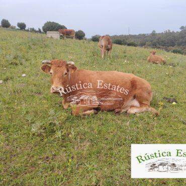 Ref. 043 Finca para ganaderia logo