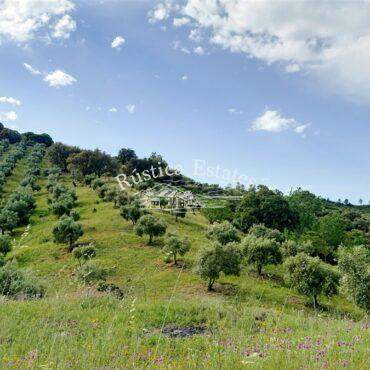 Ref. 397 olivar atajate 8