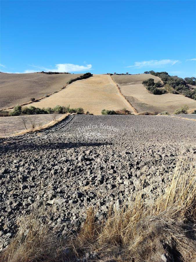Ref. 109 Finca de labor Ronda