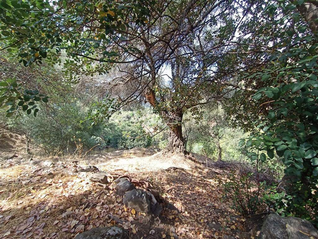 Ref. 270 Monte de Benarraba 2